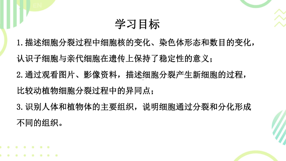 1.2.2细胞通过分裂和分化形成不同组织ppt课件-2024新济南版七年级上册《生物》.pptx_第3页