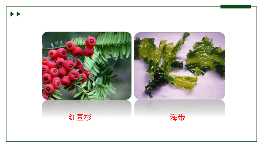 2.1.2种子植物可分为裸子植物和被子植物ppt课件-2024新济南版七年级上册《生物》.pptx_第2页