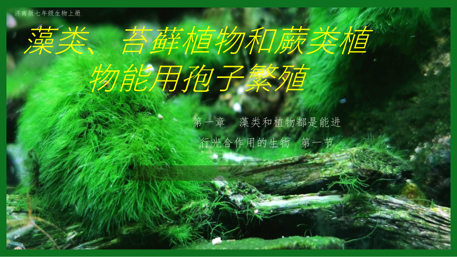 2.1.1藻类、苔藓和蕨类植物能用孢子繁殖后代 ppt课件-2024新济南版七年级上册《生物》.pptx_第1页