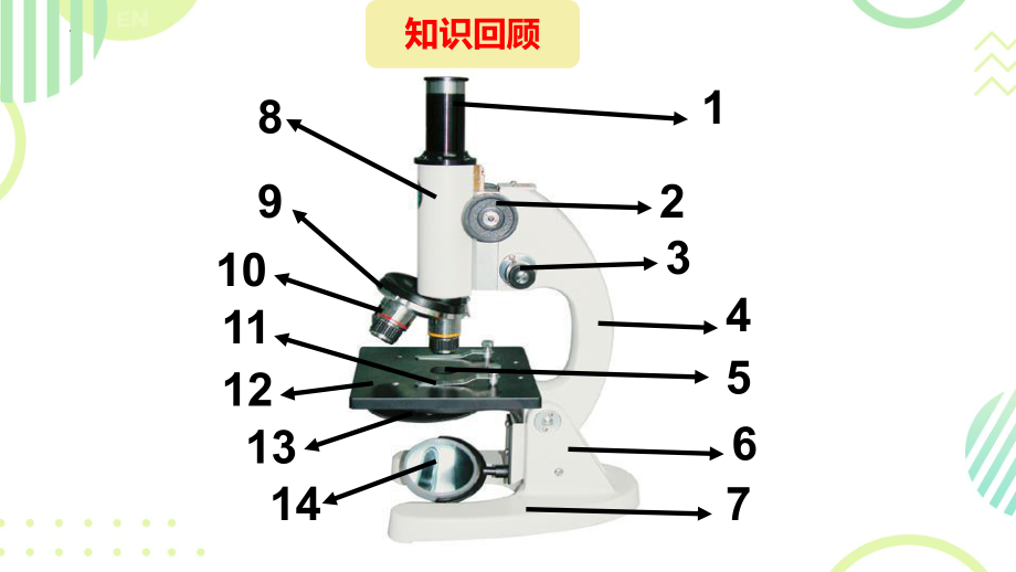 1.2.1细胞是生物体结构和功能的基本单位ppt课件 -2024新济南版七年级上册《生物》.pptx_第2页