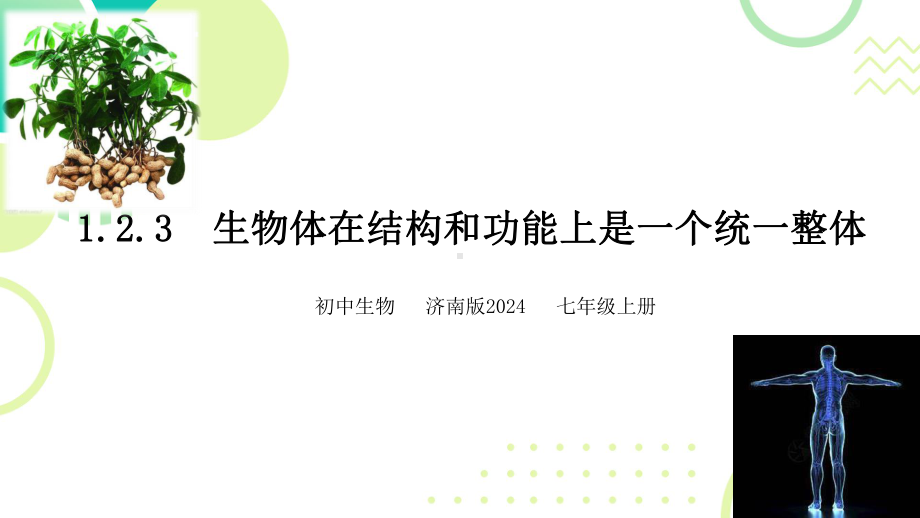 1.2.3生物体在结构和功能上是一个统一整体ppt课件 -2024新济南版七年级上册《生物》.pptx_第1页