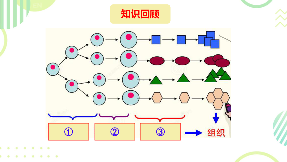 1.2.3生物体在结构和功能上是一个统一整体ppt课件 -2024新济南版七年级上册《生物》.pptx_第2页