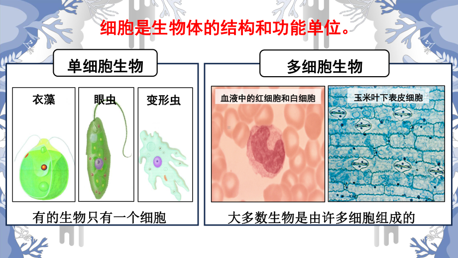 2.1细胞的基本结构和功能（显微镜的使用） ppt课件-2024新济南版七年级上册《生物》.pptx_第3页