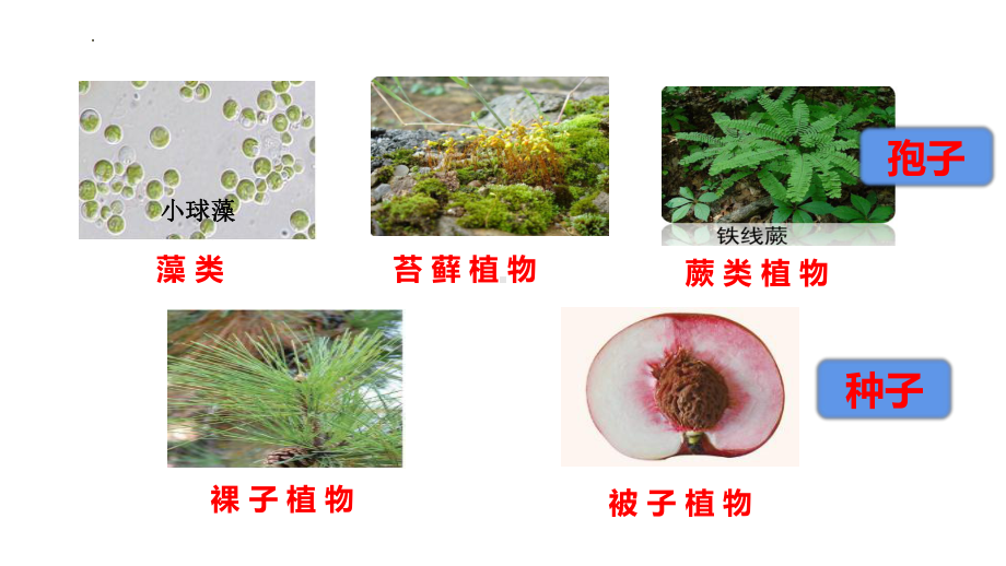 2.1.1藻类、苔藓植物和蕨类植物能用孢子繁殖后代ppt课件 -2024新济南版七年级上册《生物》.pptx_第2页