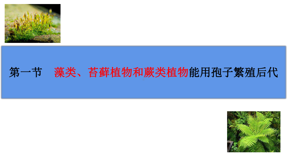 2.1.1藻类、苔藓植物和蕨类植物能用孢子繁殖后代ppt课件 -2024新济南版七年级上册《生物》.pptx_第3页