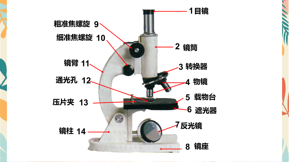 1.1.3研究生物学需要特定的器具ppt课件 -2024新济南版七年级上册《生物》.pptx_第2页