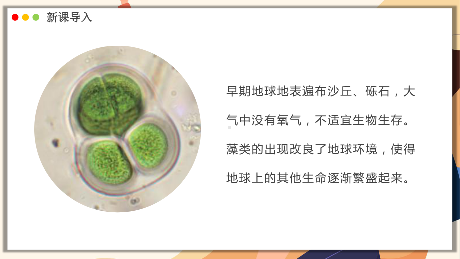 2.1.1藻类、苔藓植物和蕨类植物能用孢子繁殖后代ppt课件-2024新济南版七年级上册《生物》.pptx_第3页