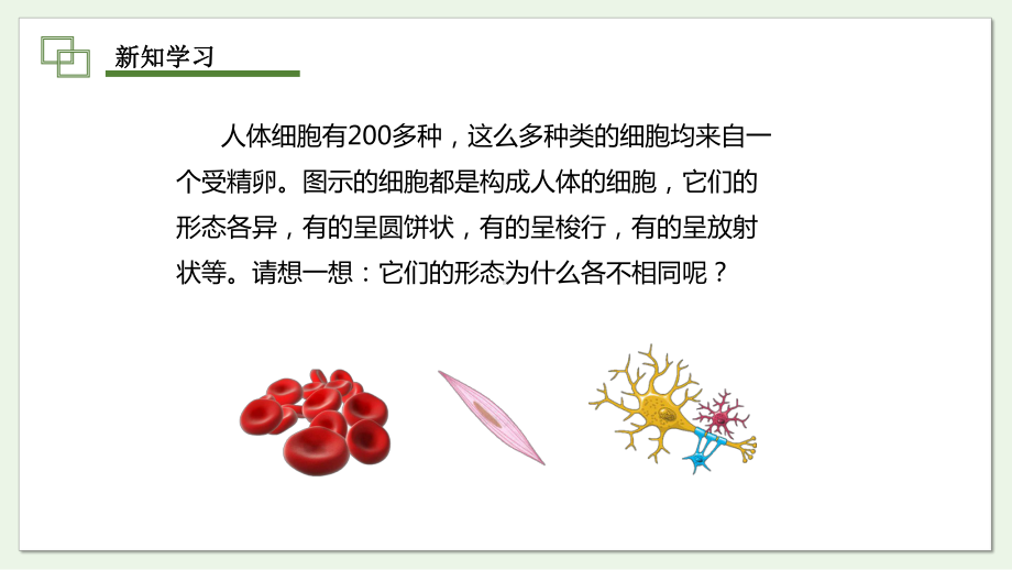 1.2.2细胞通过分裂和分化形成不同组织（第2课时）ppt课件-2024新济南版七年级上册《生物》.pptx_第3页