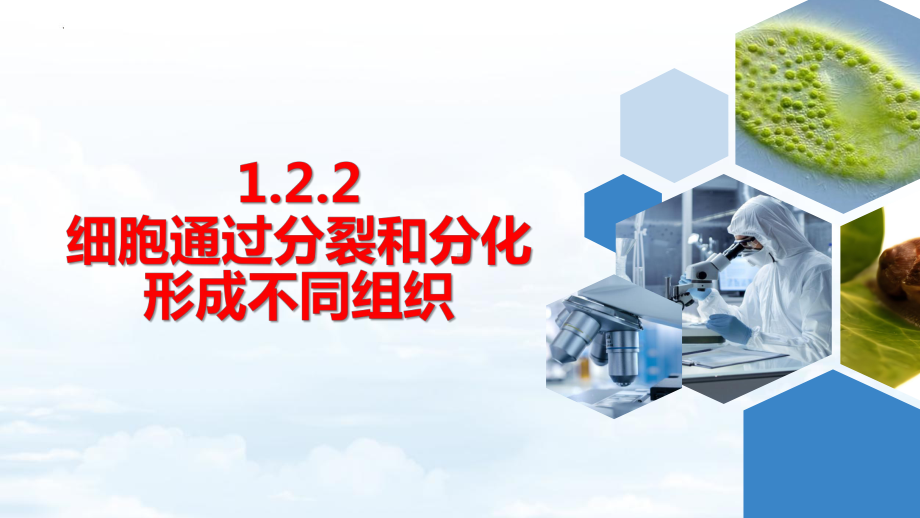 1.2.2细胞通过分裂和分化形成不同组织ppt课件-2024新济南版七年级上册《生物》.pptx_第1页