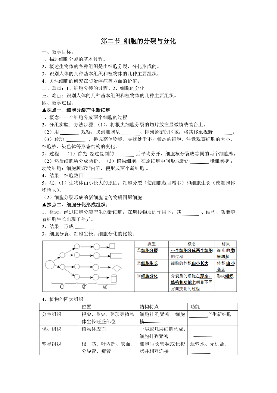 2.2细胞通过分裂和分化形成不同组织学案-2024新济南版七年级上册《生物》.docx_第1页