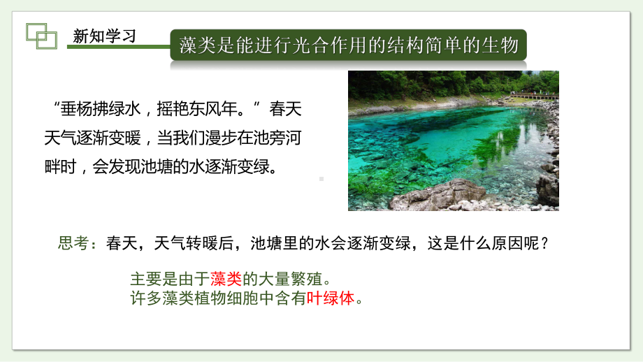 2.1.1藻类、苔藓植物和蕨类植物能用孢子繁殖后代ppt课件-2024新济南版七年级上册《生物》.pptx_第3页