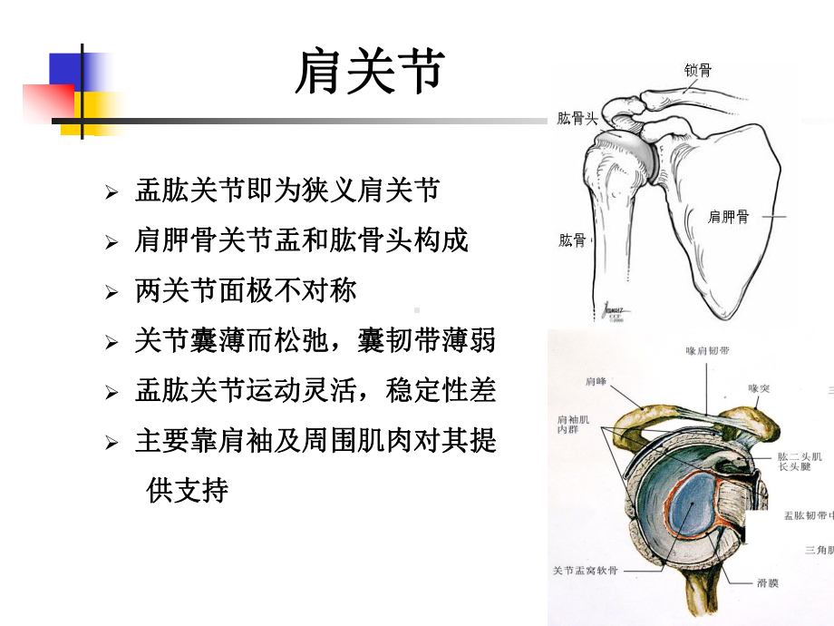 肩关节病变MRI解剖和诊断——精品（课件）.ppt_第3页