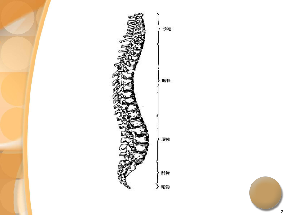腰椎间盘突出症诊治PPT（课件）.ppt_第2页