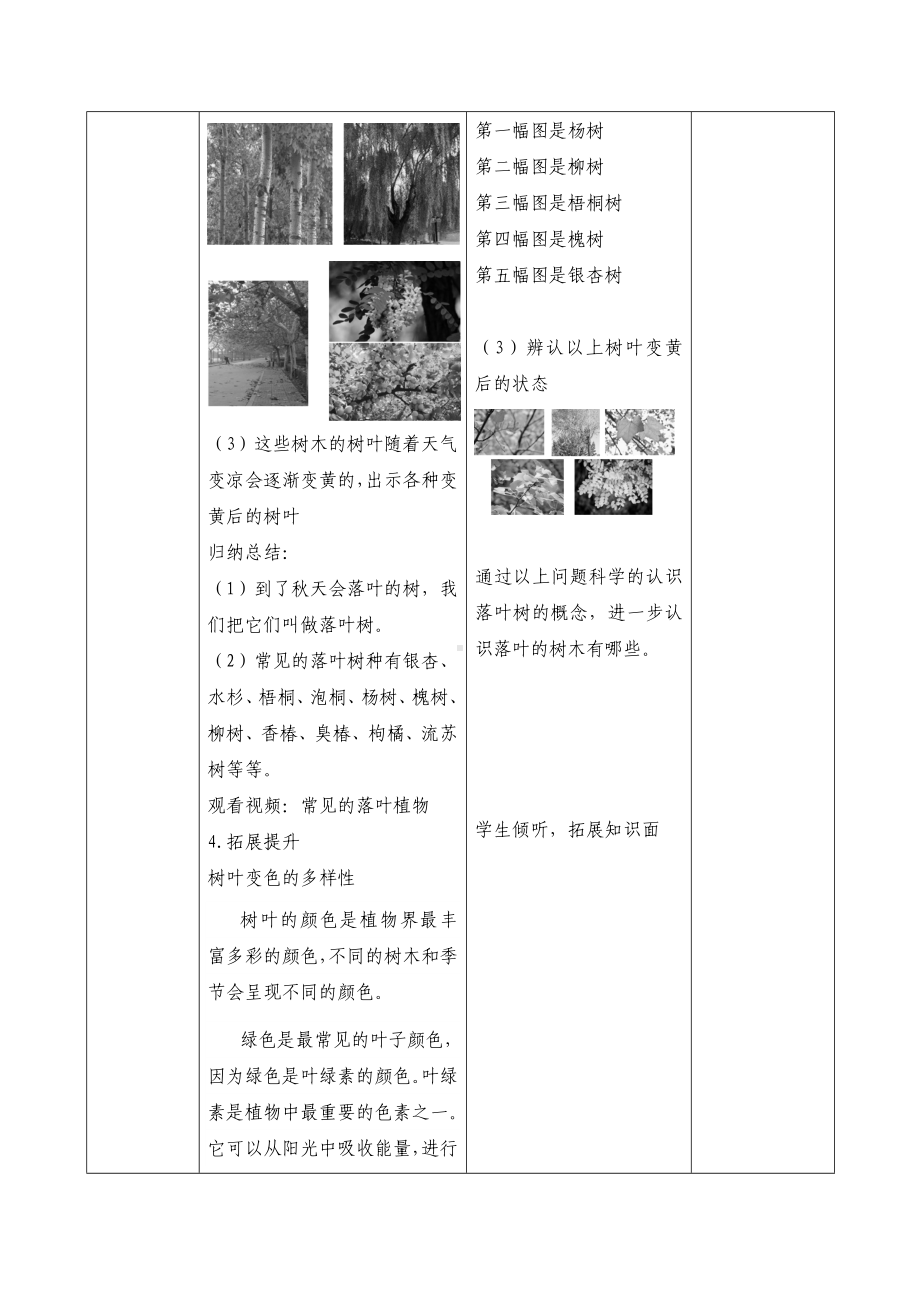 9 探究秋叶的秘密（教案）-2024新苏教版一年级上册《科学》.docx_第3页