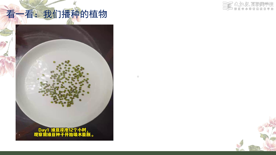 2.观察植物（ppt课件）-2024新教科版一年级上册《科学》.pptx_第2页