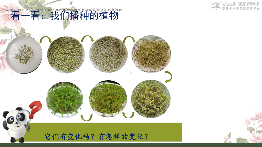 2.观察植物（ppt课件）-2024新教科版一年级上册《科学》.pptx_第3页