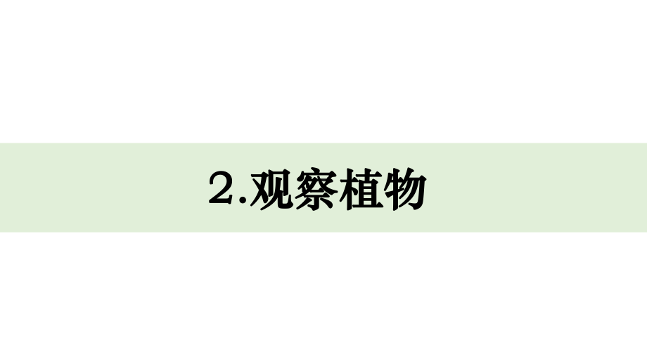 一上1-2《观察植物》课件.pptx-2024新教科版一年级上册_第1页