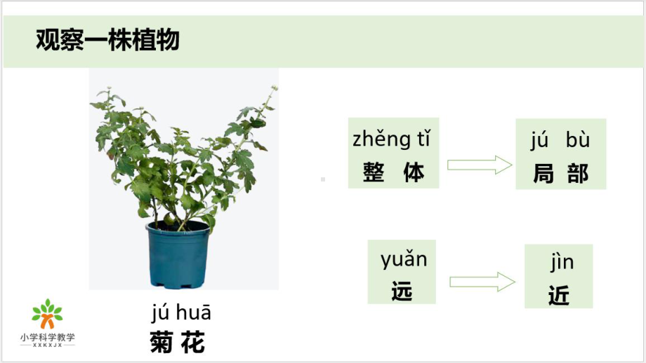 一上1-2《观察植物》课件.pptx-2024新教科版一年级上册_第3页