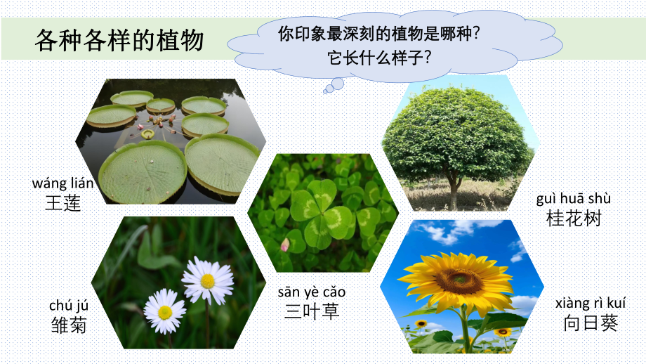 一上1-4《给植物画张“像”》课件.pptx-2024新教科版一年级上册_第3页