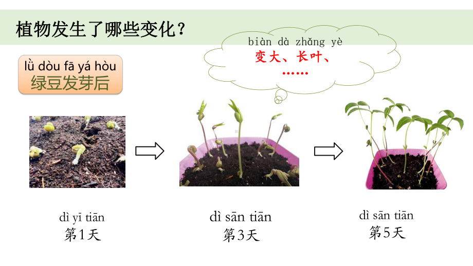 一上1-5 《植物的变化》课件.pptx-2024新教科版一年级上册_第3页