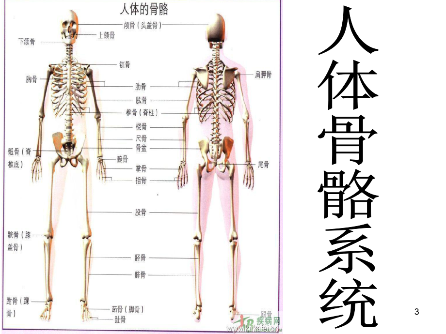 骨骼教学.ppt_第3页