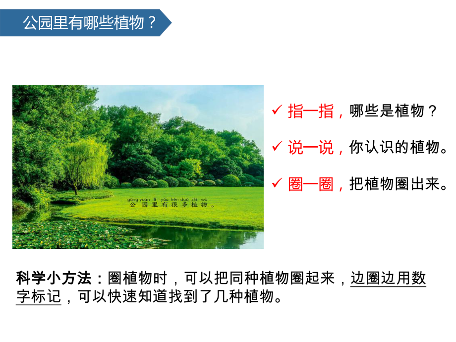 第1单元1我们知道的植物 ppt课件-2024新教科版一年级上册《科学》.pptx_第3页