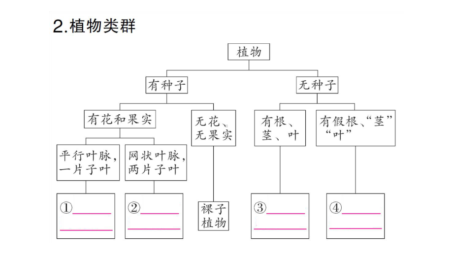 初中生物新人教版七年级上册第二单元第四章第一节 尝试对生物进行分类作业课件2024秋.pptx_第3页