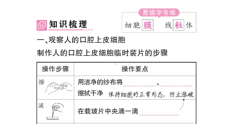 初中生物新人教版七年级上册第一单元第二章第三节 动物细胞作业课件2024秋.pptx_第2页