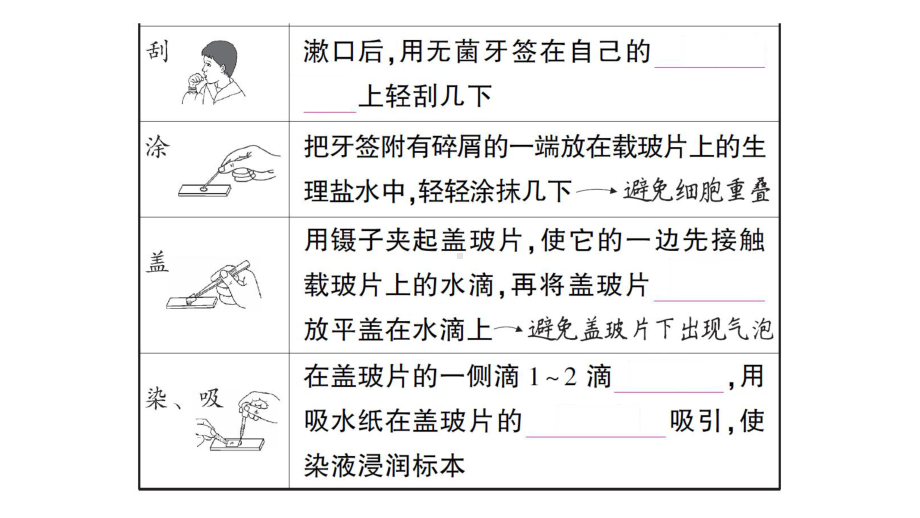 初中生物新人教版七年级上册第一单元第二章第三节 动物细胞作业课件2024秋.pptx_第3页