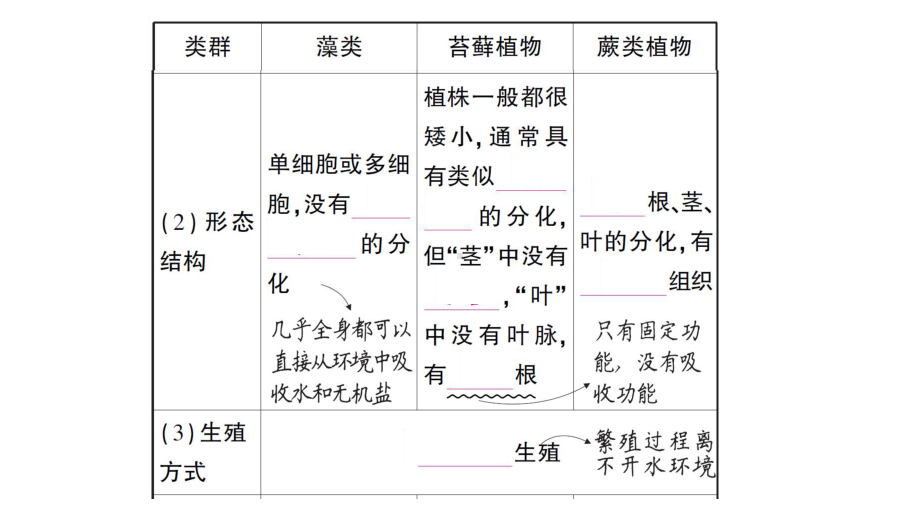 初中生物新人教版七年级上册第二单元第一章第一节 藻类、苔藓植物和蕨类植物作业课件2024秋.pptx_第3页