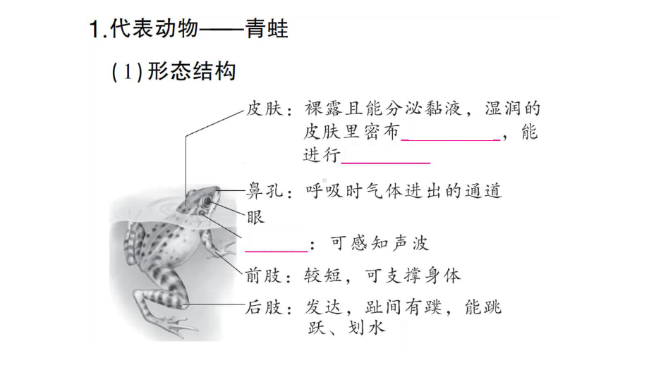 初中生物新人教版七年级上册第二单元第二章第二节二两栖动物和爬行动物作业课件2024秋.pptx_第3页