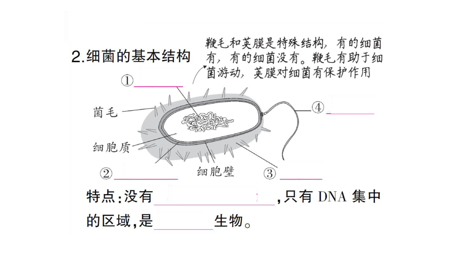 初中生物新人教版七年级上册第二单元第三章第二节 细菌作业课件2024秋.pptx_第3页