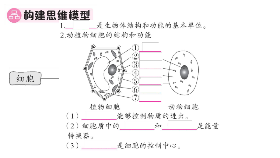 初中生物新人教版七年级上册期末大单元整合一 生物和细胞作业课件2024秋.pptx_第2页