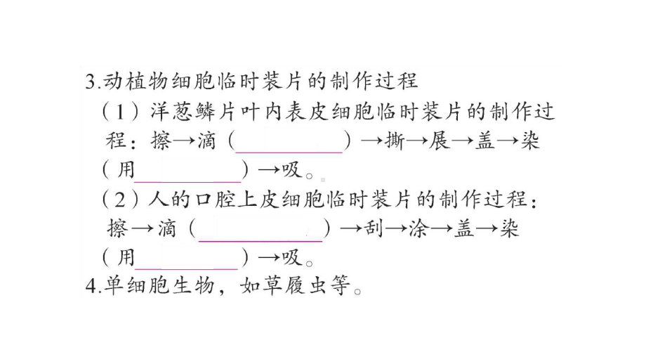 初中生物新人教版七年级上册期末大单元整合一 生物和细胞作业课件2024秋.pptx_第3页