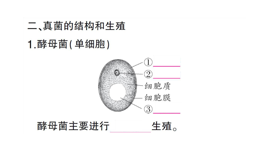 初中生物新人教版七年级上册第二单元第三章第三节 真菌作业课件2024秋.pptx_第3页