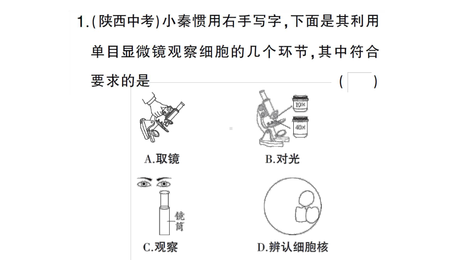 初中生物新人教版七年级上册第一单元第二章微专题一 显微镜与细胞作业课件2024秋.pptx_第2页