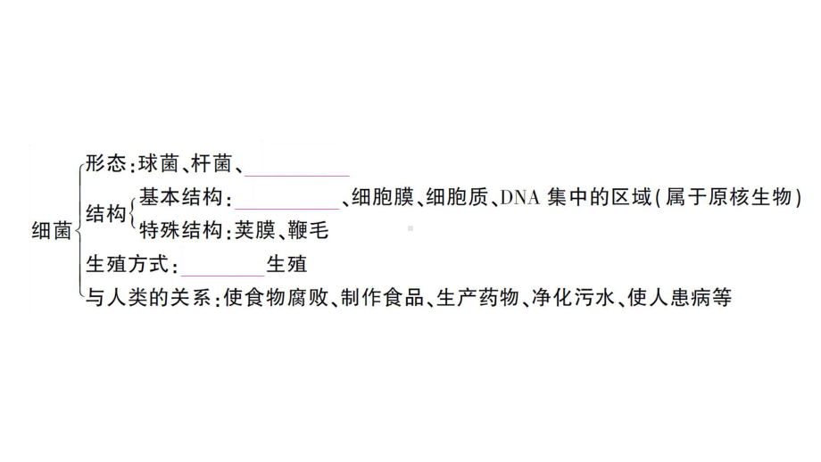 初中生物新人教版七年级上册第二单元第三章 微生物总结训练作业课件2024秋.pptx_第3页