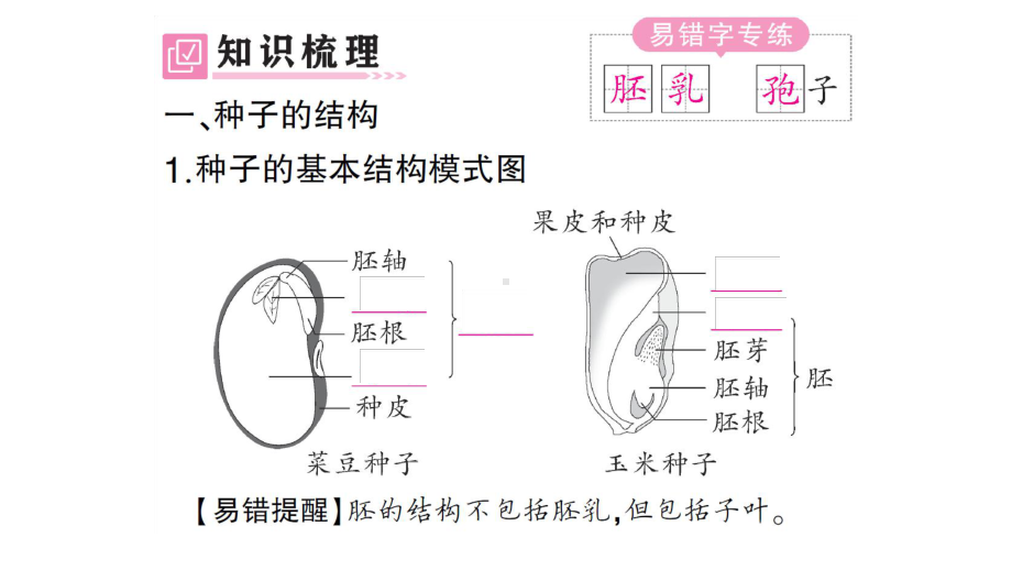 初中生物新人教版七年级上册第二单元第一章第二节 种子植物作业课件2024秋.pptx_第2页