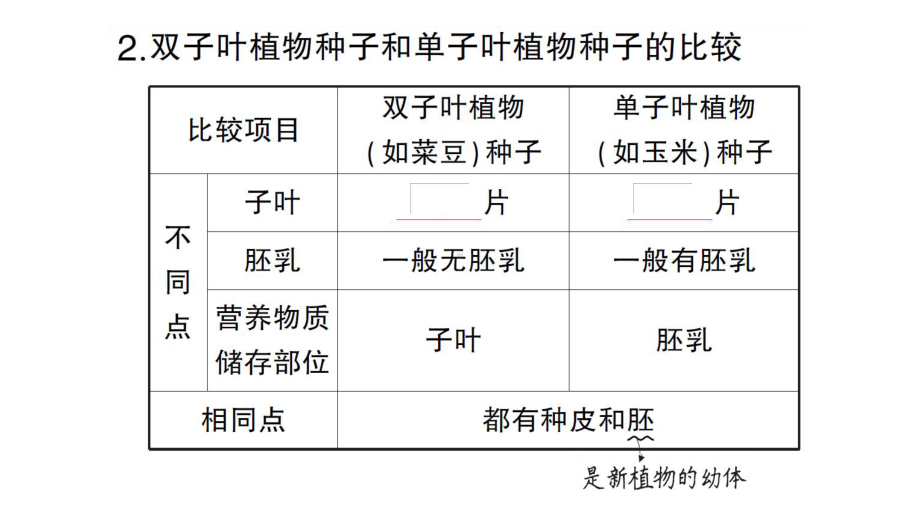 初中生物新人教版七年级上册第二单元第一章第二节 种子植物作业课件2024秋.pptx_第3页