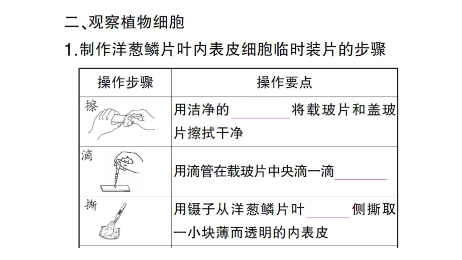 初中生物新人教版七年级上册第一单元第二章第二节 植物细胞作业课件2024秋.pptx_第3页