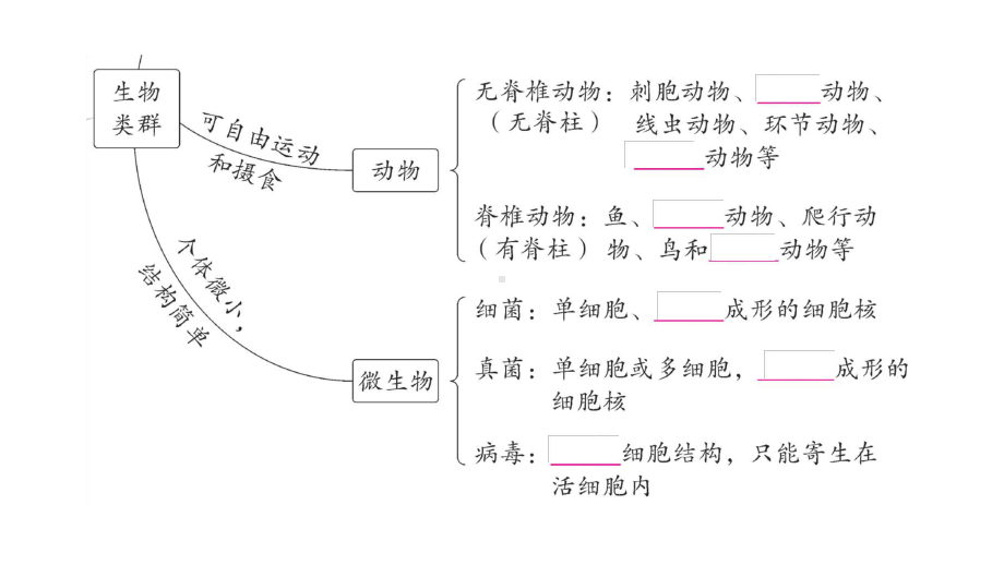 初中生物新人教版七年级上册期末大单元整合二 多种多样的生物作业课件2024秋.pptx_第3页