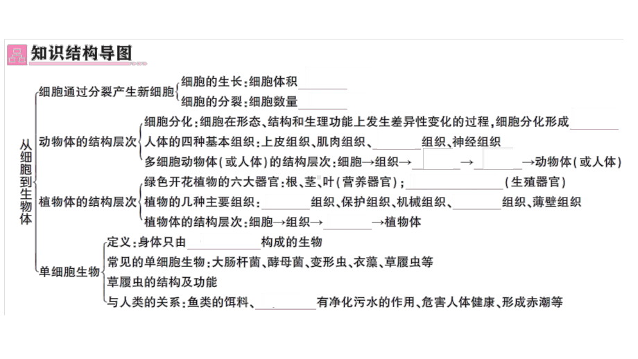 初中生物新人教版七年级上册第一单元第三章 从细胞到生物体总结训练作业课件2024秋.pptx_第2页