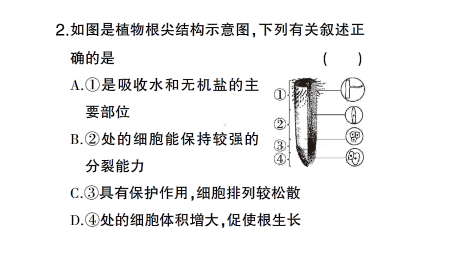 初中生物新北师大版七年级上册第3单元第5章微专题三 绿色开花植物的一生作业课件2024秋.pptx_第3页