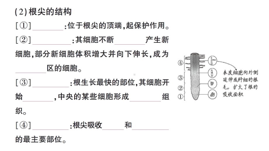 初中生物新北师大版七年级上册第3单元第5章第2节 营养器官的生长作业课件2024秋.pptx_第3页