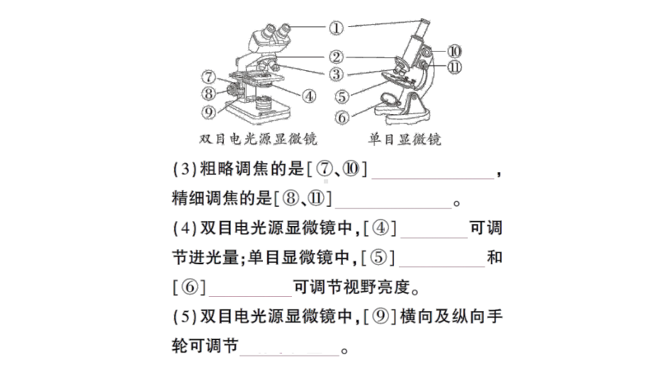 初中生物新北师大版七年级上册第2单元第2章第1节第1课时 显微镜的使用作业课件2024秋.pptx_第3页
