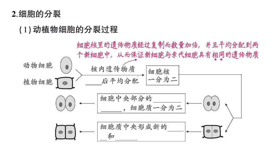 初中生物新北师大版七年级上册第2单元第3章 生物体的结构层次作业课件2024秋.pptx_第3页