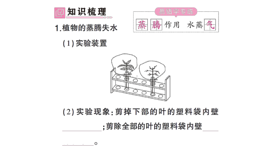 初中生物新北师大版七年级上册第3单元第4章第5节 蒸腾作用作业课件2024秋.pptx_第2页