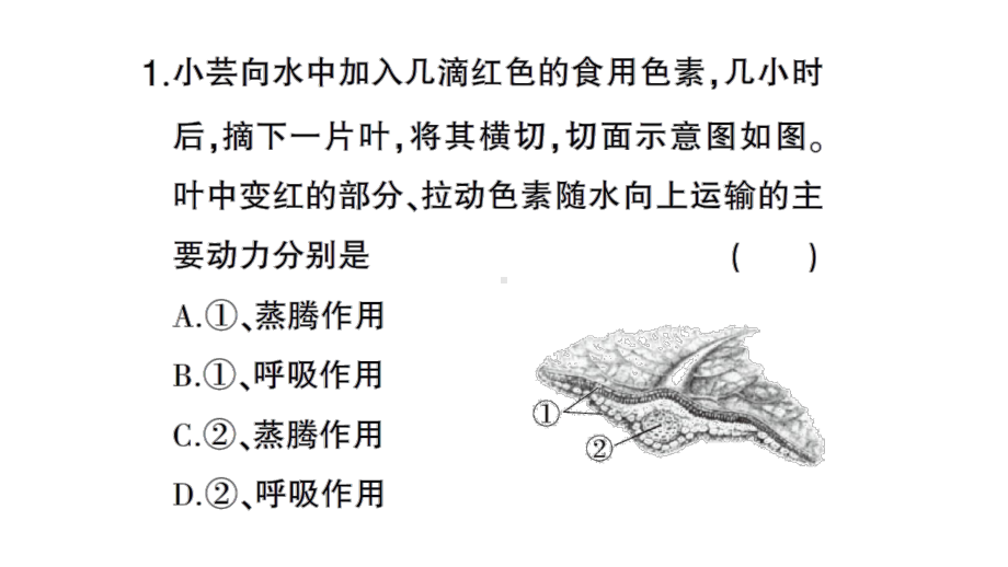 初中生物新北师大版七年级上册第3单元第4章微专题二 绿色开花植物的五大生理作用作业课件2024秋.pptx_第3页