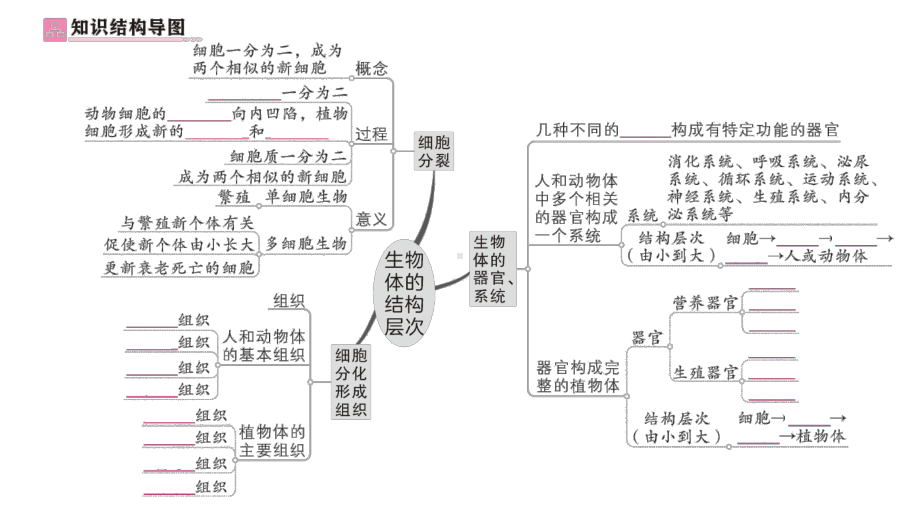 初中生物新北师大版七年级上册第2单元第3章 生物体的结构层次总结训练作业课件2024秋.pptx_第2页