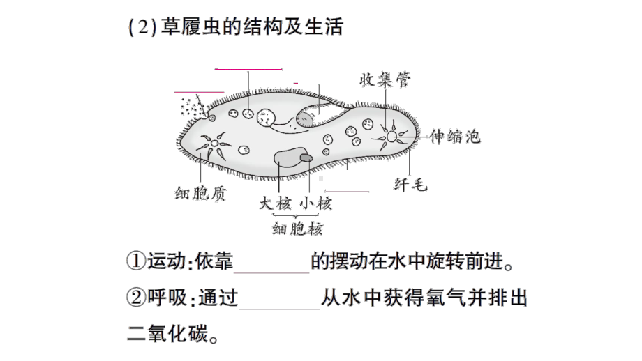 初中生物新北师大版七年级上册第2单元第2章第2节 细胞是生命活动的单位作业课件2024秋.pptx_第3页